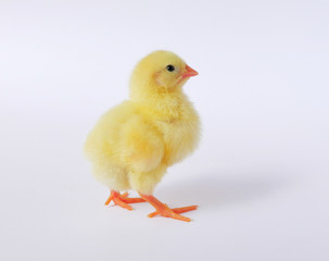 Yellow chick on white background.