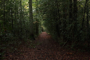 Fototapeta premium Ilexweg 3