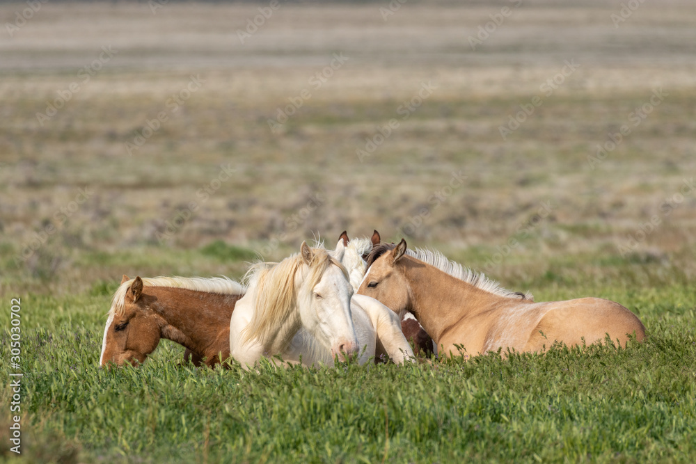 Poster Wild Horses in Spring in the Utah Desert