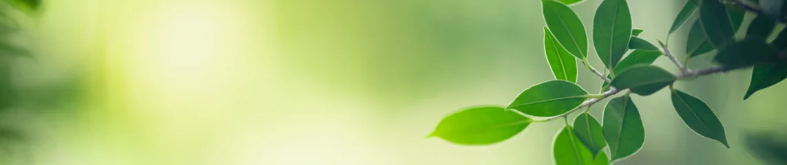 Poster Aard van groen blad in de tuin in de zomer. Natuurlijke groene bladeren planten gebruiken als lente achtergrond voorblad groen milieu ecologie behang © Fahkamram
