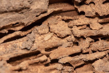 Traces of termites eat wood,animals that destroy wood.