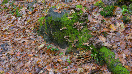 Funghi cresciuti su un masso nel bosco autunnale