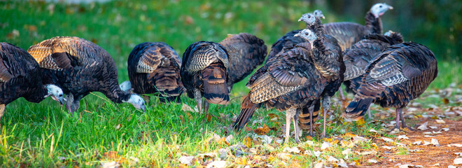 Wild turkeys feeding in early autumn - obrazy, fototapety, plakaty