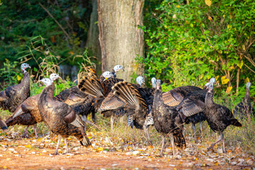 Wisconsin wild turkeys in early October - obrazy, fototapety, plakaty