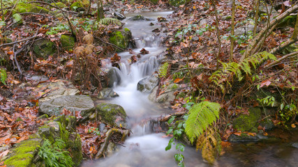 Panoramica di un ruscello che scorre nel bosco in autunno