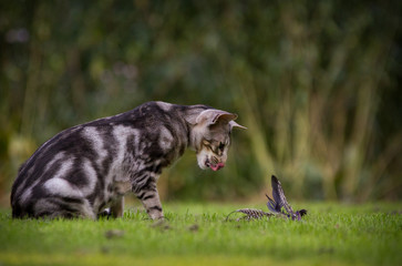 Orientalisch Kurzhaar mit Beute
