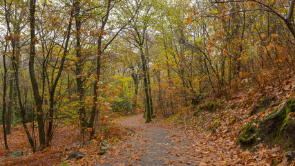 Paesaggio autunnale nel bosco, con sentiero che lo attraversa con foglie arancioni che ricoprono il terreno