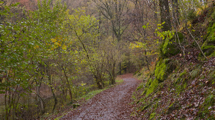 Paesaggio autunnale nel bosco, con sentiero che lo attraversa con foglie arancioni che ricoprono il terreno