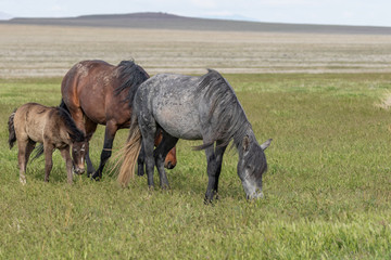 Wild Horses in Spring in the Utah Desert