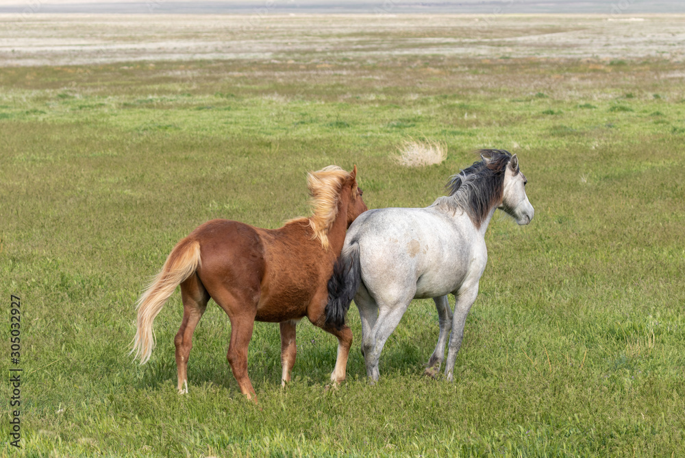 Sticker Wild Horses in Spring in the Utah Desert