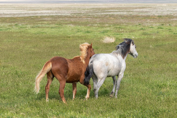 Obraz premium Wild Horses in Spring in the Utah Desert