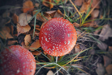Bright red poisonous spotted toadstools grow in pairs in a clearing with green grass and yellowed...
