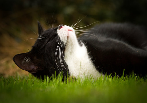 schwarzwei&szlig;e Hauskatze
