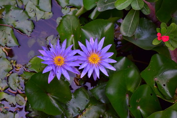 twin lotus in fish pond
