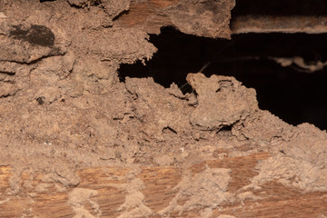 Traces of termites eat wood,animals that destroy wood.