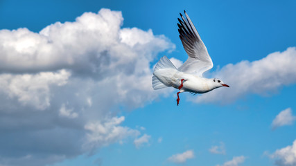 Seagull