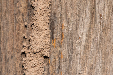 Traces of termites eat wood,animals that destroy wood.