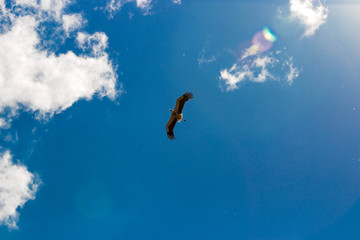 stork furrowing the sky