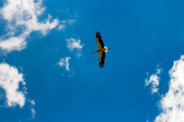 stork furrowing the sky