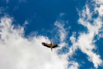 stork furrowing the sky
