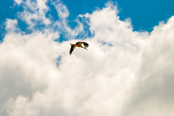 stork furrowing the sky
