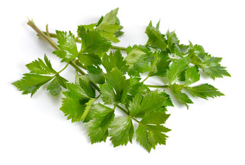 Leaves Celery or Apium graveolens. Isolated on white background