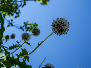 thorn flower bottom perspective in front of blue sky