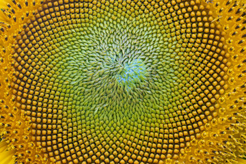 Close up of pollen out sunflower for background