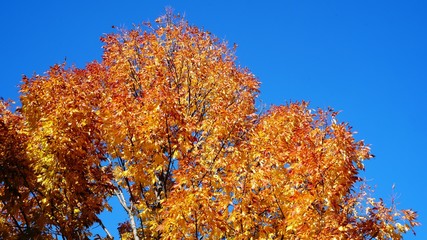 Colorful Toronto Island