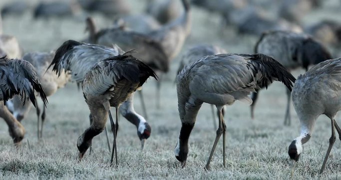 Common cranes eat seed in a field