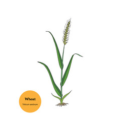 Hand drawn illustration of Wheat plant with stem, roots, ear, and leaves, for forage and human food.