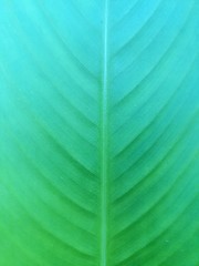 Green Leaf Background Leaf Pattern