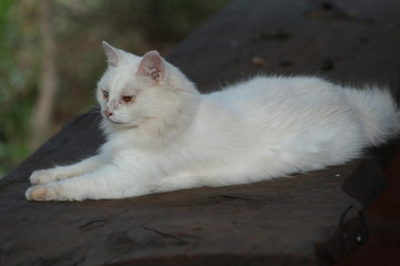 gata blanca