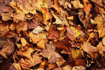 autumn