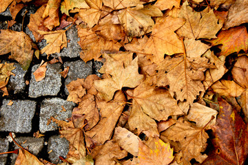 autumn