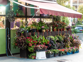small flower shop
