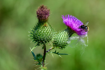 Biene bei der Arbeit I