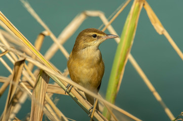 Oriental Reed Warbler in Mai Po Nature Reserve, Hong Kong (Formal Name: Acrocephalus orientalis)