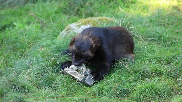 A wolverine eats a bone in the grass
