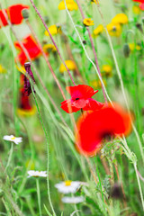 A beautiful Wildflower Garden in Dorset