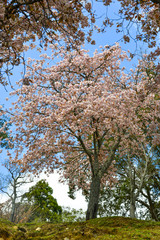 Cherry blossom (hanami) in Nara, Japan