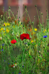 A beautiful Wildflower Garden in Dorset