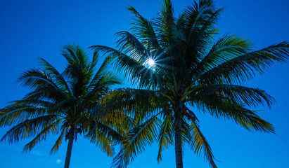 Fototapeta na wymiar Sun Behind The Palm Trees