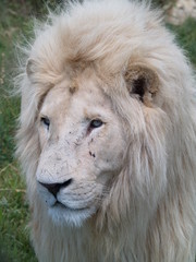 Weisses Löwen Männchen Portrait 32938