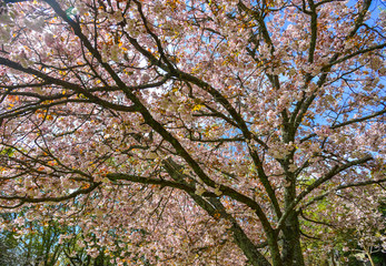 Cherry blossom (hanami) in Nara, Japan