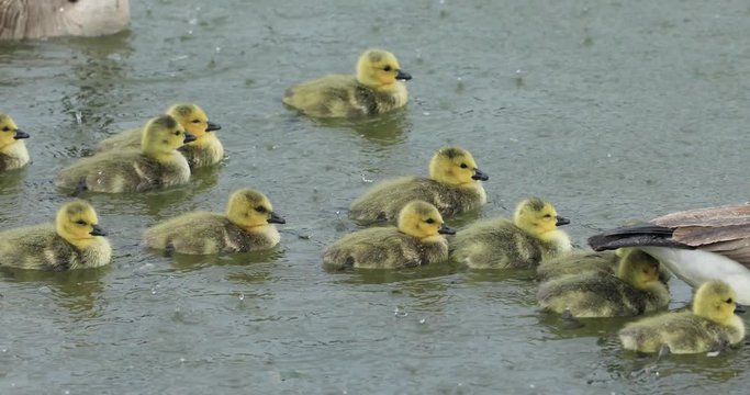 A group of young canada goose swimming in the lake during the rain