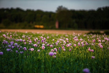 White Poppies