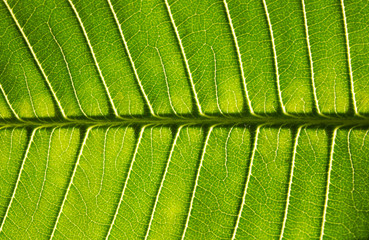 Leaves
