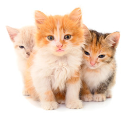 Three baby kittens.