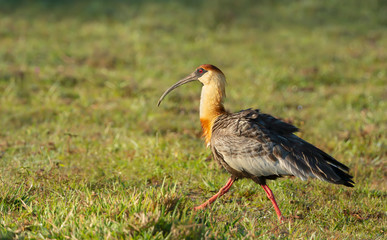 Close up of a buff-necked ibis walking on grass